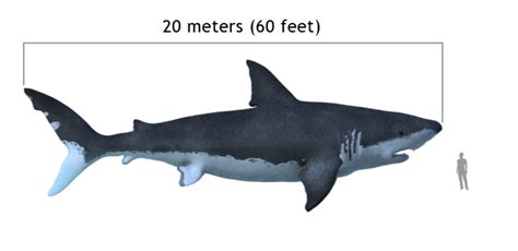 megalodon shark length|megalodon evidence 2016.
